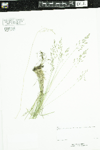 Poa pratensis image