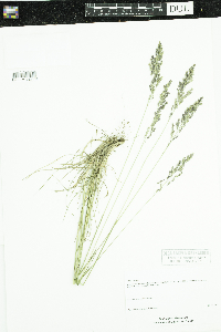 Poa pratensis image