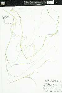 Poa pratensis image