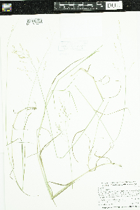 Poa pratensis image