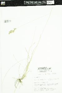 Poa pratensis image