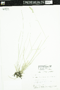 Poa pratensis image