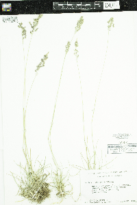 Poa pratensis image