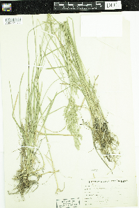 Poa pratensis image