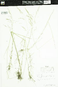 Poa pratensis image