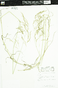Poa pratensis image