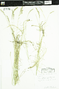 Poa pratensis image