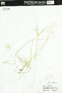 Poa pratensis image