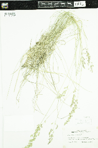 Poa pratensis image