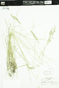 Poa pratensis image