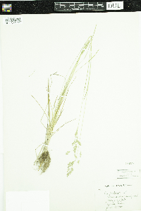 Poa pratensis image