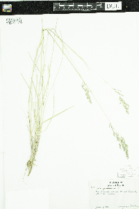 Poa pratensis image