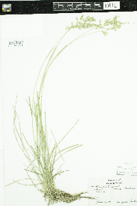 Poa pratensis image