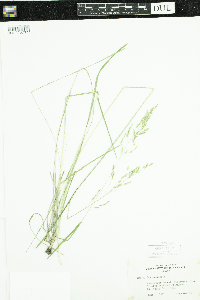 Poa pratensis image