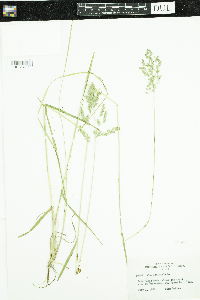 Poa pratensis image