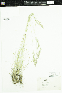 Poa pratensis image