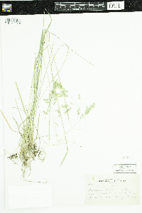 Poa pratensis image