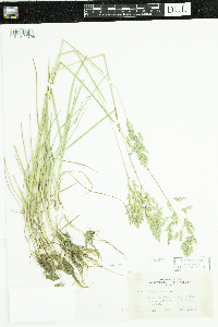 Poa pratensis image