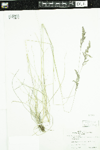 Poa pratensis image