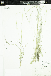 Poa pratensis image
