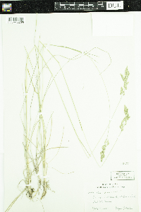 Poa pratensis image