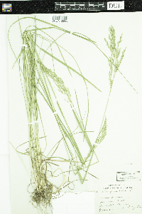 Poa pratensis image