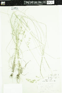 Poa pratensis image