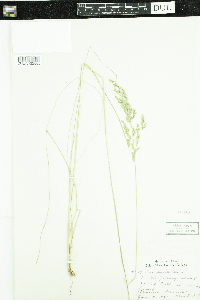 Poa pratensis subsp. pratensis image