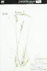 Poa pratensis image