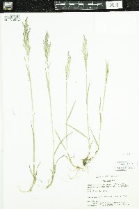 Poa pratensis image