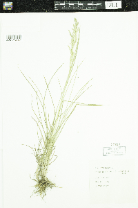 Poa pratensis image