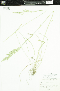 Poa pratensis image