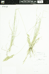 Poa pratensis image