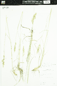 Poa pratensis image