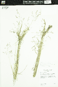 Poa pratensis image