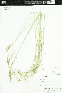 Poa pratensis image