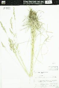 Poa pratensis image