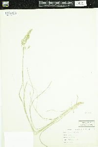 Poa pratensis image