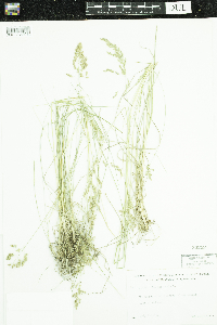 Poa pratensis image