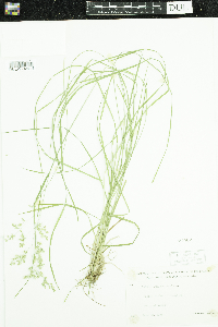 Poa pratensis image
