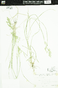 Poa pratensis image