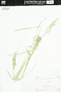 Poa pratensis subsp. pratensis image