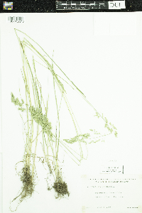 Poa pratensis image