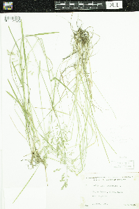 Poa pratensis subsp. pratensis image