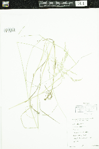 Poa pratensis image