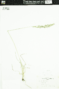 Poa pratensis image