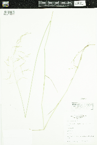 Poa pratensis image
