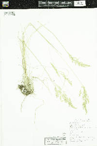 Poa pratensis image