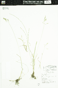 Poa pratensis image