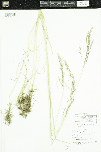 Poa pratensis image